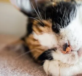 Abses Pada Kucing Penyebab dan Cara Mengobatinya