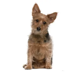 Australian Terrier