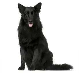 Belgian Shepherd Dog Groenendael