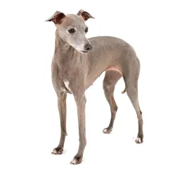 Italian Greyhound