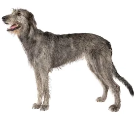 irish_wolfhound