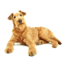 irish_terrier