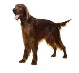 Irish Setter