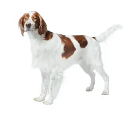 irish_red_white_setter