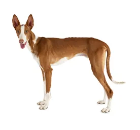 Ibizan Hound 