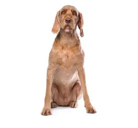 hungarian wirehaired_vizsla