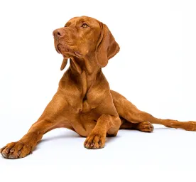 hungarian_vizsla