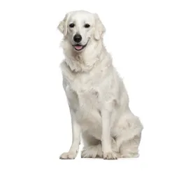 hungarian_kuvasz