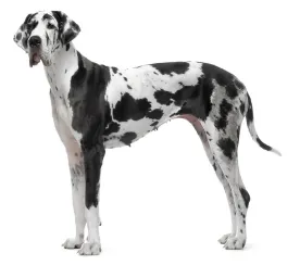 Great Dane