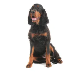 gordon_setter