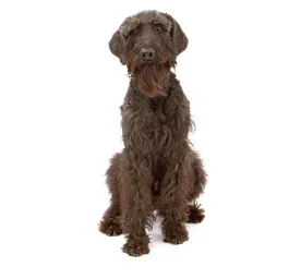Giant Schnauzer