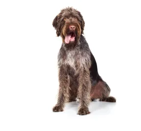 German Wire-Haired Pointer