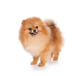 German Spitz Klein
