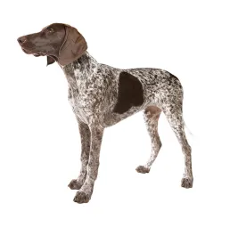 german_shorthaired_pointer