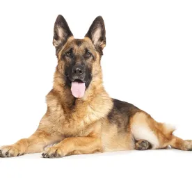 german_shepherd