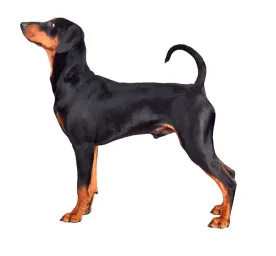 German Pinscher