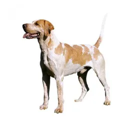 Foxhound