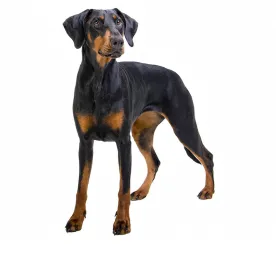 Dobermann