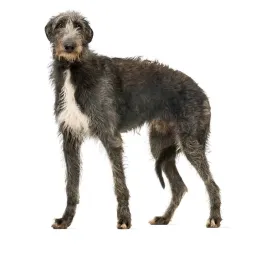 deerhound