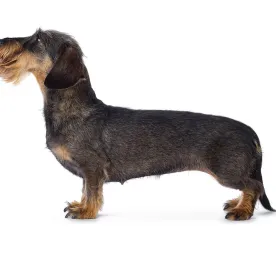 dachshund_wire_standard