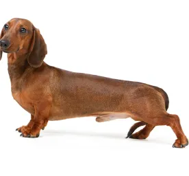 Dachshund
