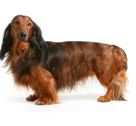 dachshund_long_standard