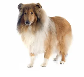 Collie (Rough)