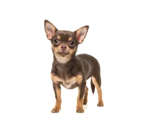 chihuahua (smooth coat)