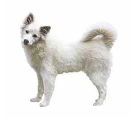 canadian eskimo dog