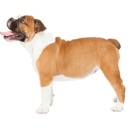 Bulldog