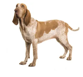 Bracco Italiano