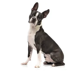 Boston Terrier
