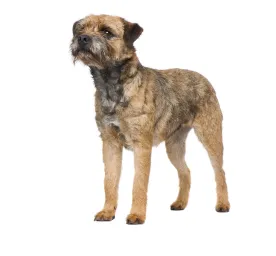 Border Terrier