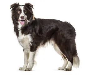 border_collie