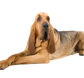Bloodhound