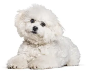 bichon_frise