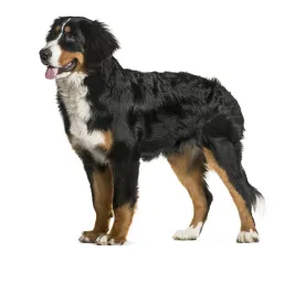 bernese mountain dog
