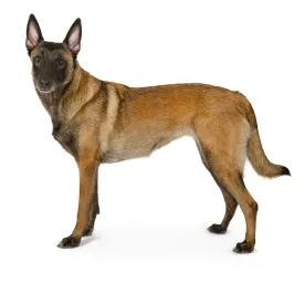 shepherd_malinois