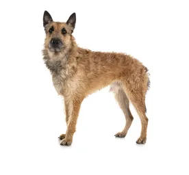 Belgian Shepherd Dog Laekenois
