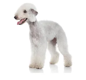 Bedlington Terrier