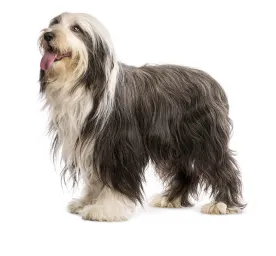 Bearded Collie