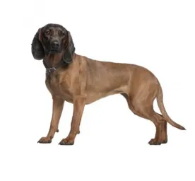 Bavarian Mountain Hound