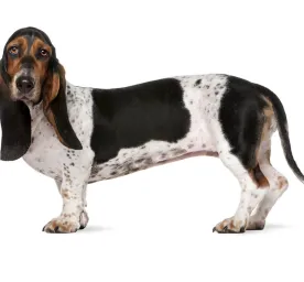 Basset Hound