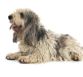 Basset Griffon Vendeen (Grand)
