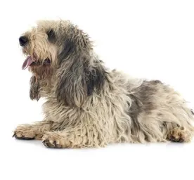 Basset Griffon Vendeen (Grand)