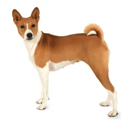 Basenji