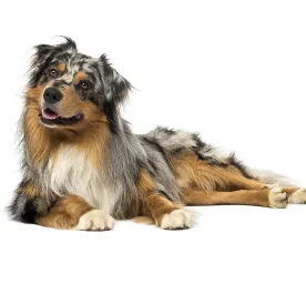Australian Shepherd Dog