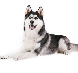 Alaskan Malamute