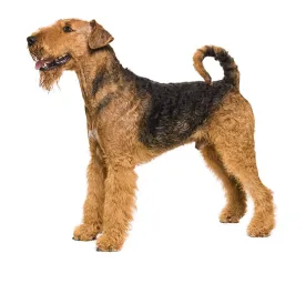 airedale terrier