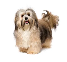 Havanese